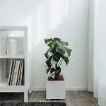 Arca